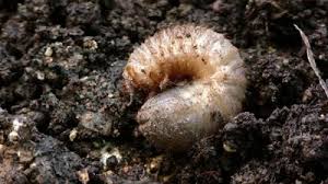 Chafer Beetle